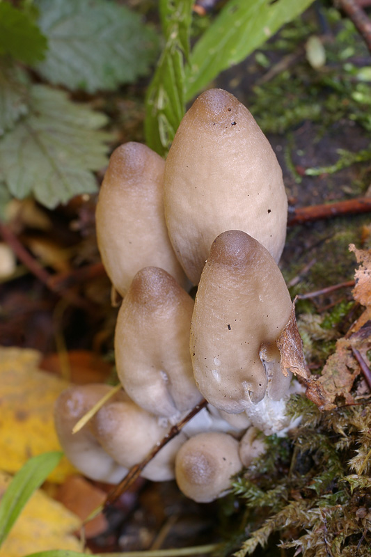 Coprinopsis acuminata